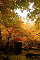 The autumn leaves during this season are beautiful