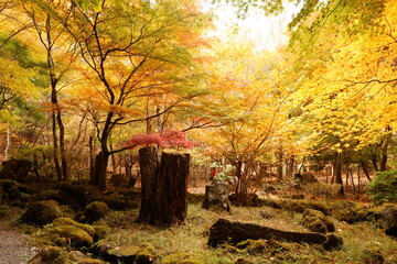 The autumn leaves during this season are beautiful