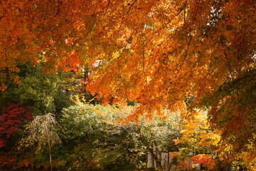 The autumn leaves during this season are beautiful