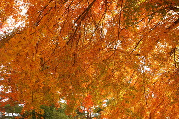 The autumn leaves during this season are beautiful