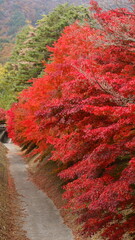 The autumn leaves during this season are beautiful