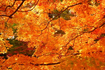 The autumn leaves during this season are beautiful