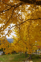 The autumn leaves during this season are beautiful