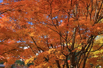 The autumn leaves during this season are beautiful