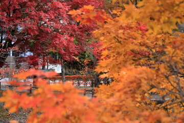 The autumn leaves during this season are beautiful