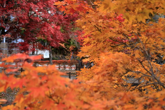 The autumn leaves during this season are beautiful