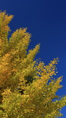 The autumn leaves during this season are beautiful