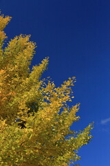 The autumn leaves during this season are beautiful