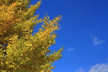 The autumn leaves during this season are beautiful