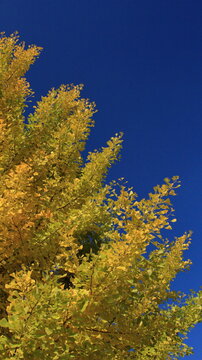 The autumn leaves during this season are beautiful