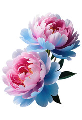 Vibrant Pink and Blue Peonies in Full Bloom