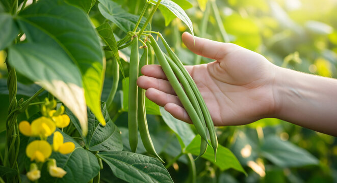 Farmer s hand gently harvesting fresh green beans from a sunny garden on a summer day