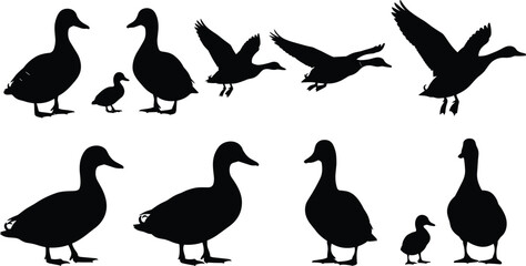 Collection of black duck silhouettes featuring flying birds standing waterfowl and cute ducklings isolated on white background for vector design.