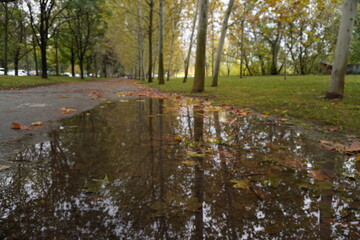 Puddle on a park pathway after rain, reflecting autumn trees and fallen leaves on the ground