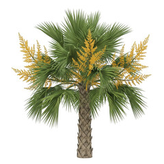 Palm tree with yellow flowers isolated on transparent background, a tropical plant