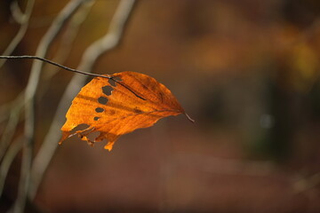 Blatt an einem Zweig hängend im Herbst