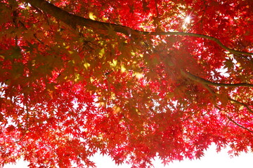 The autumn leaves during this season are beautiful