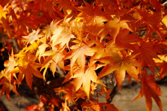 The autumn leaves during this season are beautiful