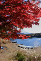 The autumn leaves during this season are beautiful