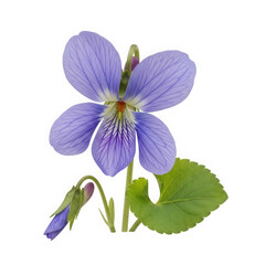 Viola sororia flower isolated on transparent background, commonly called common violet