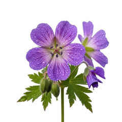 Geranium flower isolated on transparent background, also known as cranesbill