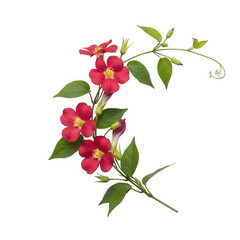 Red trumpet vine flower isolated on transparent background, a climbing plant