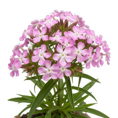 Pink phlox flower isolated on transparent background, a beautiful garden plant