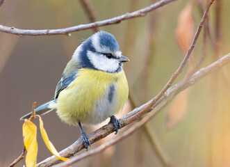 Eurasian blue tit, Cyanistes caeruleus. Bird sitting on a thin branch, close-up
