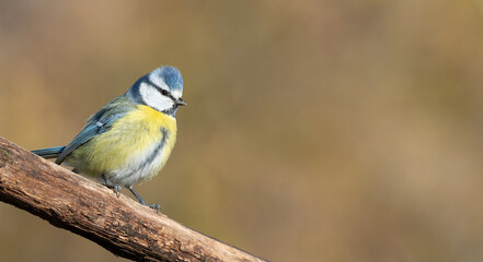 Eurasian blue tit, Cyanistes caeruleus. Bird on a branch, beautiful background, place for text