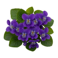 Purple violet flower isolated on transparent background, a spring wildflower