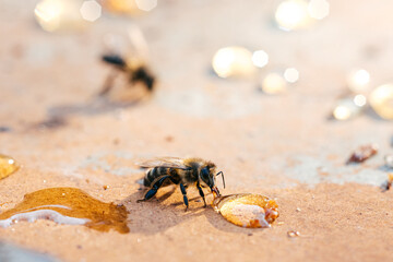 Bee Gathers Honey on a Warm Afternoon in a Natural Setting