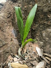 A picture of palm grass shoot that grow between butress of Durian tree taken during the afternoon where the sunlight ray from above. 