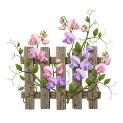 Sweet pea flowers on a wooden fence isolated on transparent background