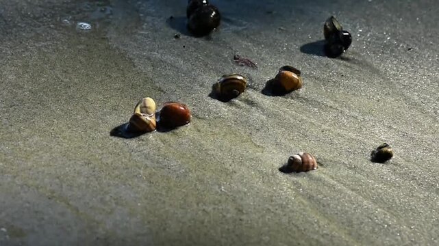 Colorful shells on sandy beach after low tide