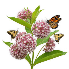 Monarch and swallowtail butterflies on milkweed flowers isolated on transparent background