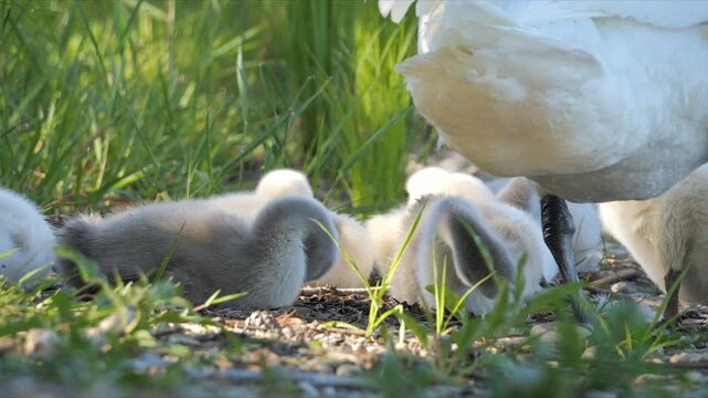 Cygnets preening beneath their mother swan
