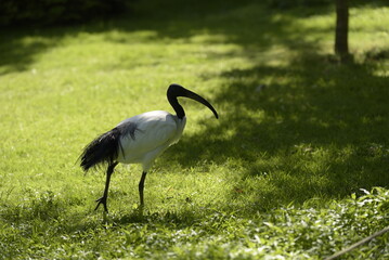 Ibis sacré