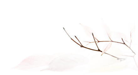 Ethereal bare branch with delicate twigs creating a subtle and serene natural composition, captured against a pure white backdrop, evoking a sense of quiet fragility and minimalist elegance