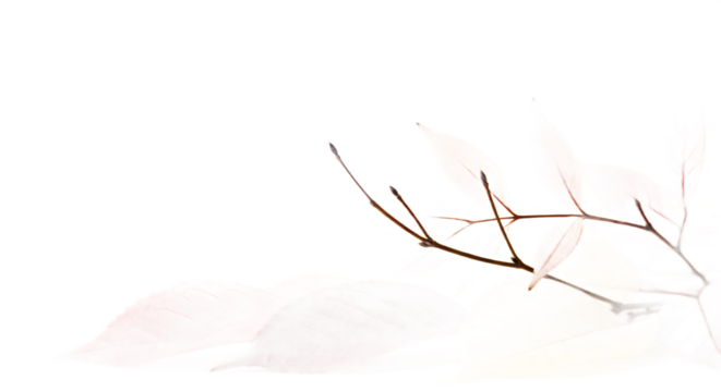 Ethereal bare branch with delicate twigs creating a subtle and serene natural composition, captured against a pure white backdrop, evoking a sense of quiet fragility and minimalist elegance