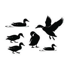 Fototapeta premium Mallard duck silhouettes in various natural poses