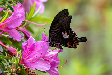 ツツジにとまるモンキアゲハ