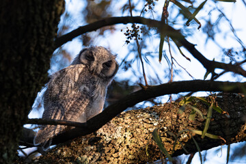 Southern White-Faced Owl Perched on Tree Branch in Evening Light