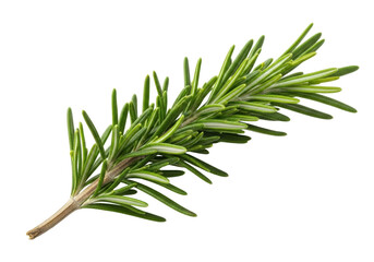 Fresh rosemary sprig isolated PNG, aromatic herb with needle-like leaves for cooking, seasoning,...