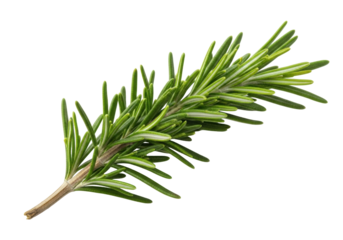 Fresh rosemary sprig isolated PNG, aromatic herb with needle-like leaves for cooking, seasoning, and culinary use on transparent background