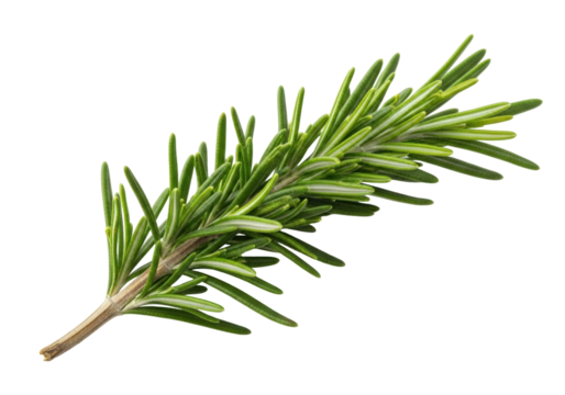 Fresh rosemary sprig isolated PNG, aromatic herb with needle-like leaves for cooking, seasoning, and culinary use on transparent background