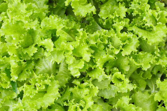 Green Oak Lettuce Texture Background, Close-Up of Organic Green Oak Salad Leaves