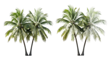 Two clusters of vibrant tropical coconut palm trees, perfectly isolated on a white background. Ideal digital assets for summer, beach, and vacation-themed designs and creative compositions