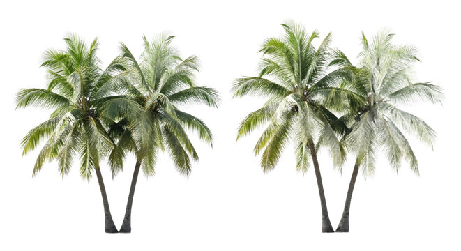 Two clusters of vibrant tropical coconut palm trees, perfectly isolated on a white background. Ideal digital assets for summer, beach, and vacation-themed designs and creative compositions