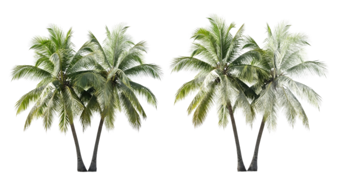 Two clusters of vibrant tropical coconut palm trees, perfectly isolated on a white background. Ideal digital assets for summer, beach, and vacation-themed designs and creative compositions