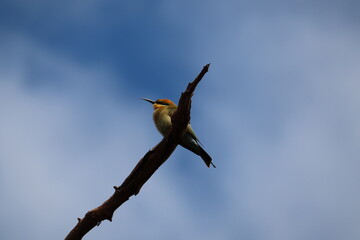 bee eater bird